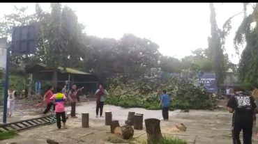 Penebangan Pohon Resiko Tumbang di Lingkungan MTs Muhammadiyah Surakarta