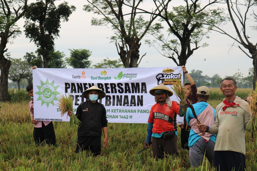 SAMBUT RAMADHAN, LAZISMU PANEN BERSAMA TANI BANGKIT