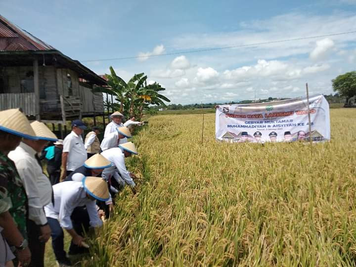 Panen Raya Lazismu Bangkitkan Pemberdayaan Petani di Kabupaten Wajo