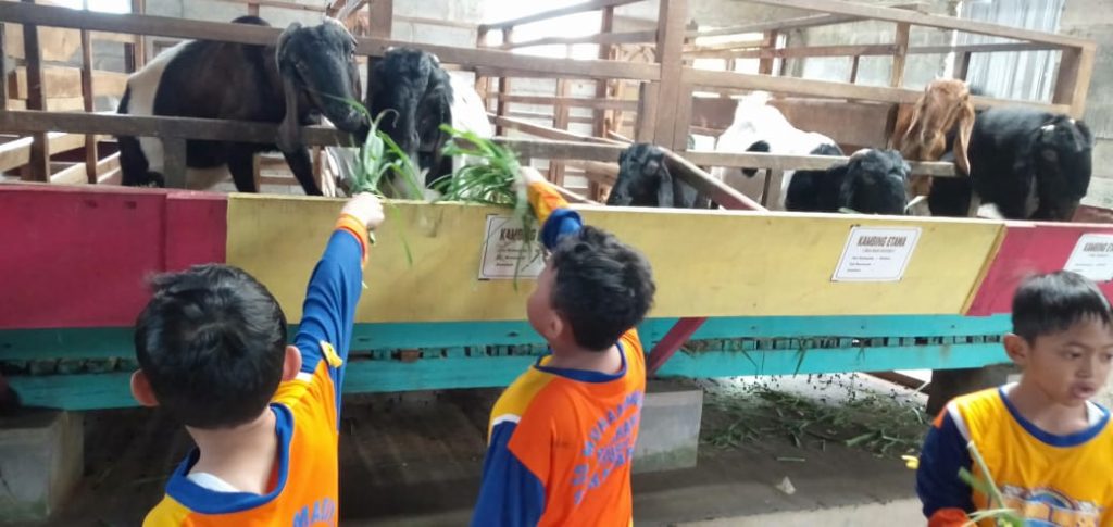 Belajar Sambil Bermain, Murid SD Muhammadiyah PK Kottabarat Field Trip di Agrowisata Amanah