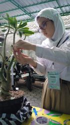 Serunya Praktik Mengenten Kamboja Jepang di SD Muhammadiyah 2 Solo