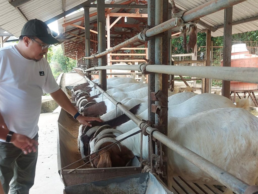 IKA UMS Dorong Swasembada Daging Domba dan Pengembangan Ekspor