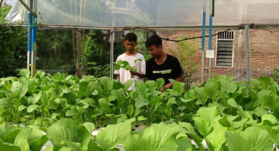 Latih Kewirausahaan, MA Muhammadiyah Solo Kembangkan Hidroponik Modern