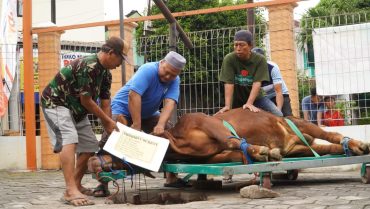 UMPKU Solo Bagikan 750 Bungkus Daging Hewan Kurban