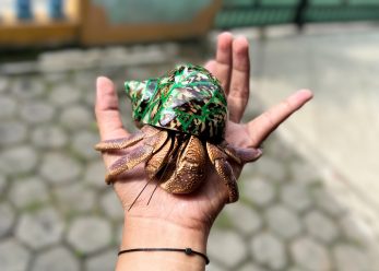 Berkat Kelomang, Mahasiswa Arsitektur UMS Raih Omzet Puluhan Juta per Bulan