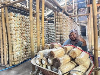 Mahasiswa UMS Bikin Solusi Budidaya Jamur Tiram Modern dan Efisien