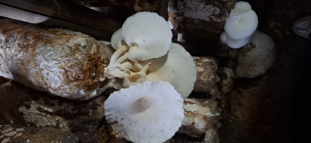 Dosen Teknik Mesin UMS Berdayakan Petani Jamur Tiram Krajan lewat Inovasi Baglog Mandiri