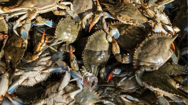 Inovasi Budidaya Kepiting, Riset Dosen UMS Gagas ‘Crab House Vertikal’