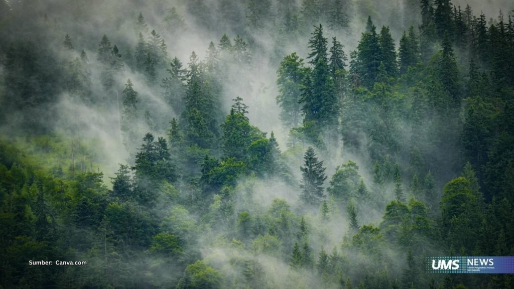 Soal Hutan Karbon, Pakar UMS Tekankan Transparansi Pengelolaan Hutan