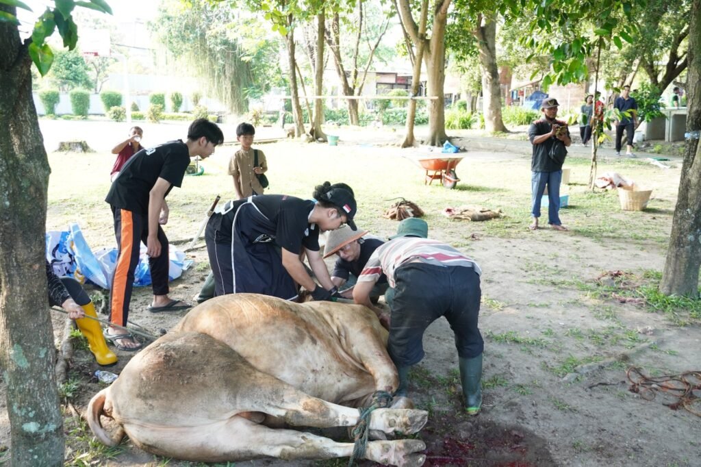 Jurus Mahasiswa UMS Tenangkan Sapi Sebelum Penyembelihan Kurban