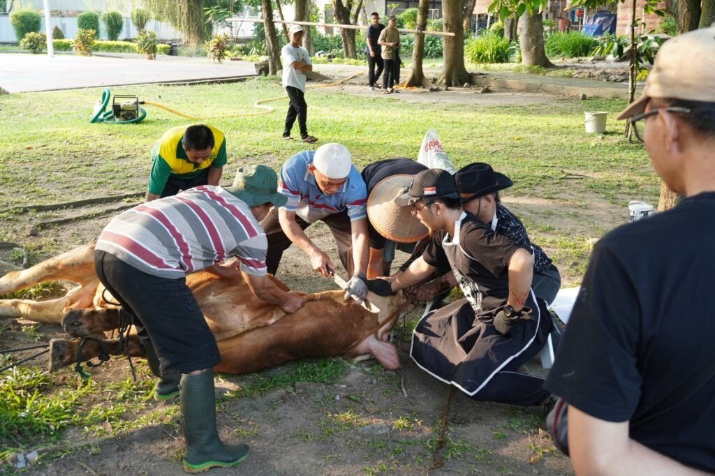 Universitas Muhammadiyah Surakarta (UMS) menggelar penyembelihan hewan kurban di Lapangan Timur Masjid Hj. Sudalmiyah Rais Kampus 2 UMS, Kamis (28/5/2026). Kegiatan tersebut menjadi bagian dari upaya UMS menanamkan nilai ibadah, kepedulian sosial, dan kebersamaan di lingkungan civitas akademika.