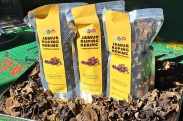 Oven Pengering UMS Pangkas Waktu Produksi Jamur Kuping di Polokarto