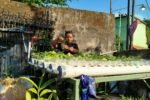 Pertanian Perkotaan PRM Tegalharjo Tumbuh lewat Hidroponik dan Tanaman dalam Pot