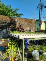 Pertanian Perkotaan PRM Tegalharjo Tumbuh lewat Hidroponik dan Tanaman dalam Pot